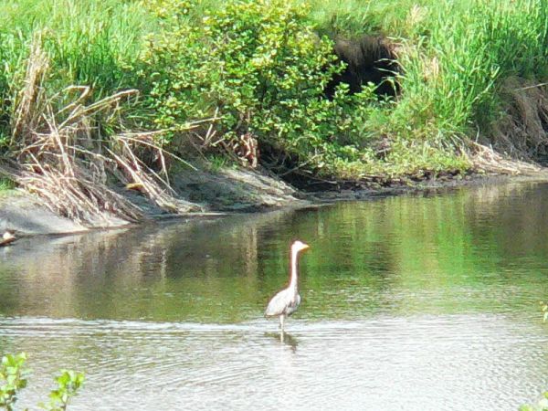 Czapla polująca na ryby na jednym z oczek wodnych w Krężnicy Jarej