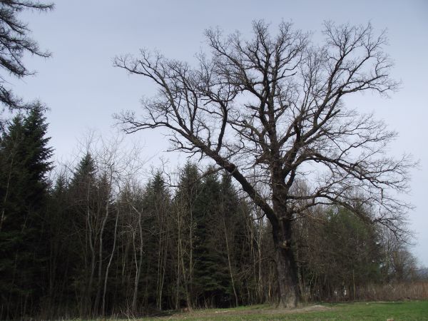 drzewo z szubienicznym konarem - tam łotrów wieszano, przy rozstaju traktów handlowych, strategicznych. Tam też zidentyfikowana skubalnia jastrzębia w pobliżu j