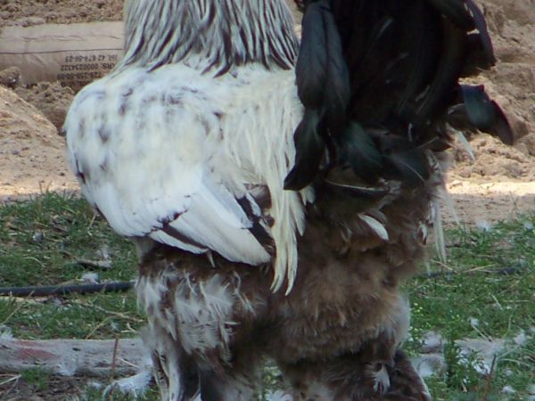 Wspaniale upierzony okaz.