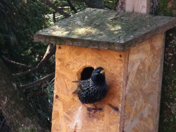 zdjecie Pietrzykowice