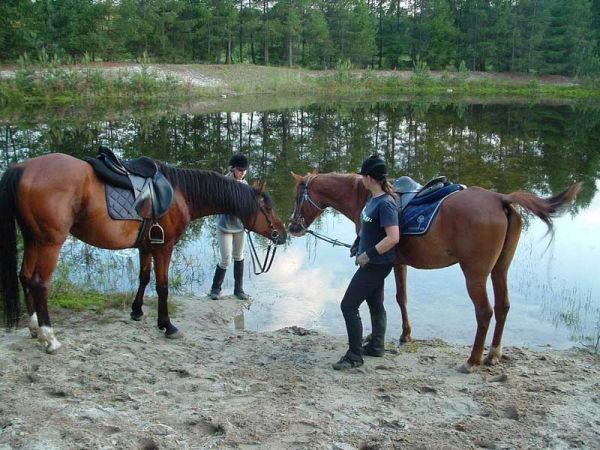 Stadnina koni w Kolbuszowej