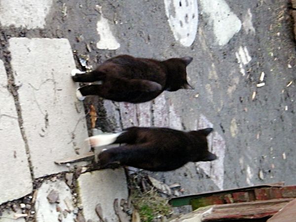 zdjecie Żarki Średnie