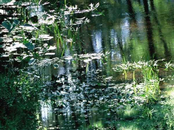 Wolsztyn, malowniczy przełom rzeki Dojcy.