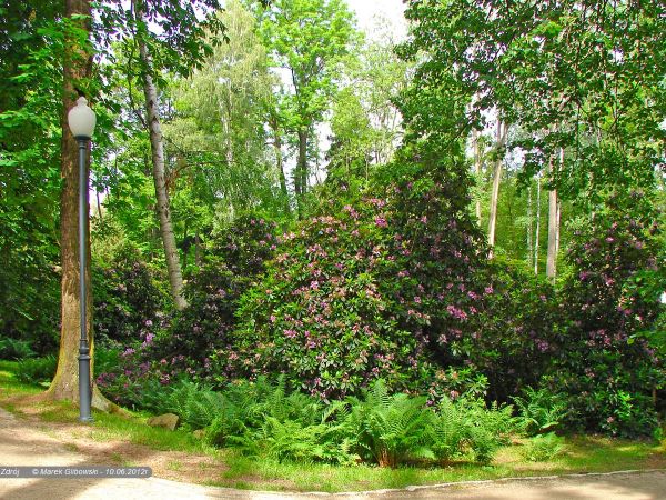 Polanica-Zdrój Park Różanecznikowy