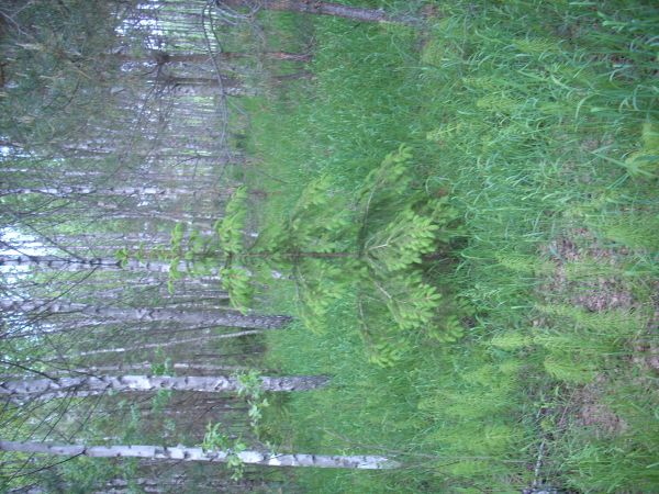 zdjecie Piłatowszczyzna