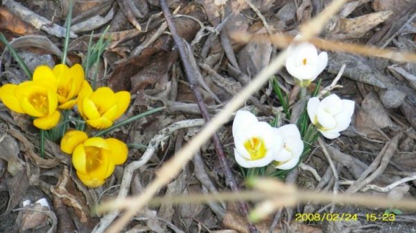 Osieczna - lutowa wiosna w ogrodzie