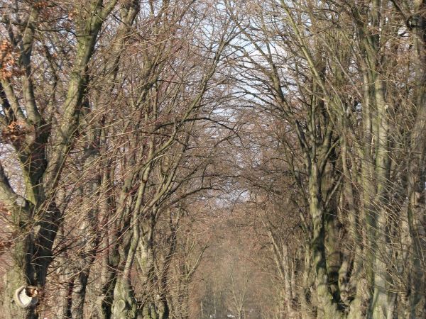 Aleja lipowa od strony Długiego na przedwiosniu