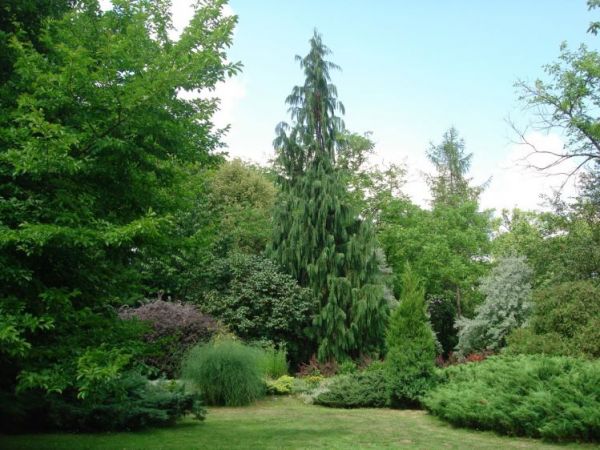 zdjecie Żelazowa Wola