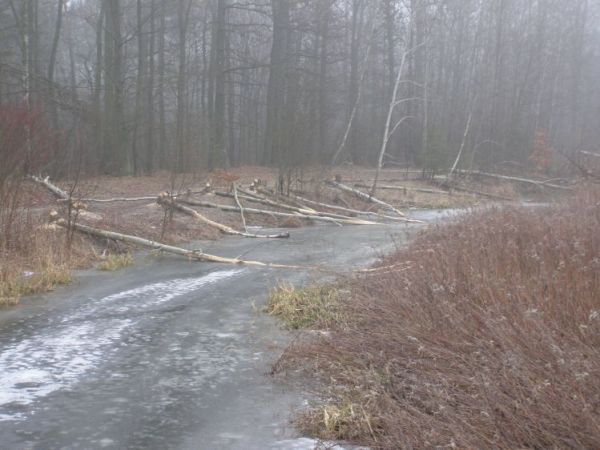 zdjecie Zalesie Górne