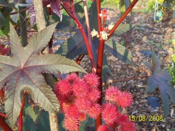 Rącznik czerwonolistny-kasztanowiec