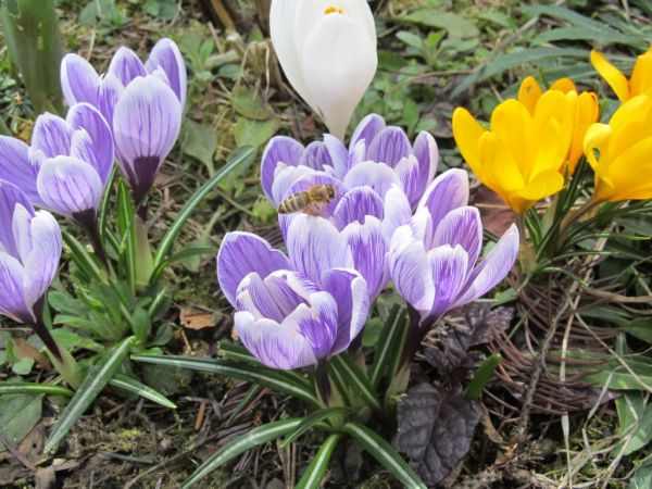 zdjecie Pietrzykowice