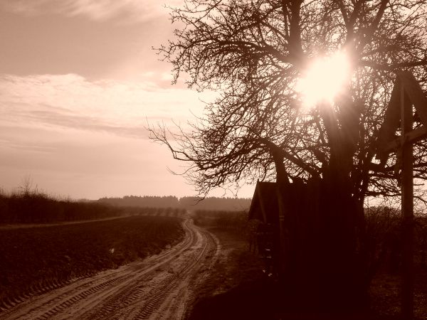 Grusza Żeromskiego, Chobrzany