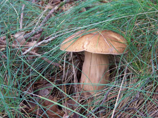 Borowik nad jeziorem Kamionki