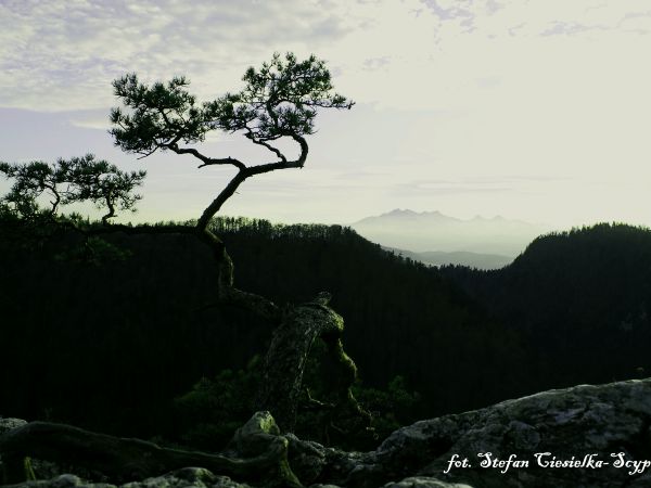 Sokolica (sosna reliktowa)