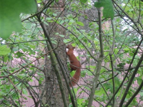 Kurowicki las - wiosna