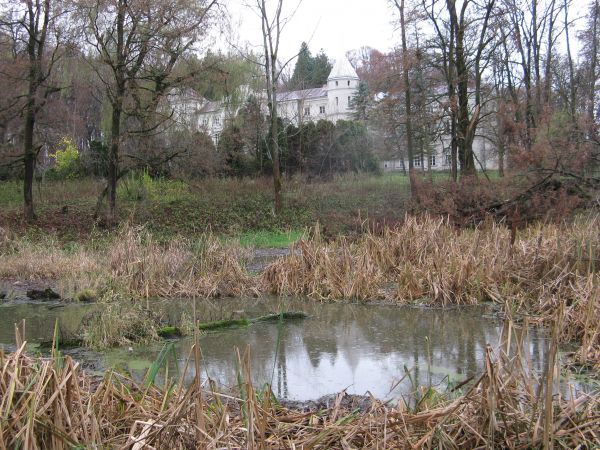 Założenie tj. projekt i rządzenie - parkowe, przewidywał staw wzg. sadzawki. jakie tam być musiały nasadzenia szuwarów brzegowych, gatunki ryb - połowem których