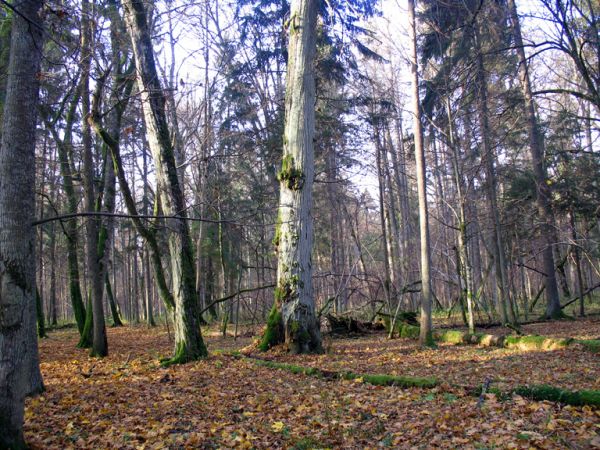zdjecie Białowieża