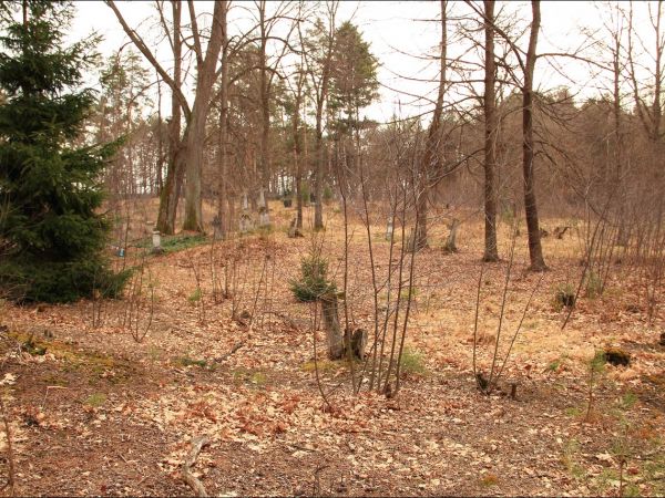 Stary cmentarz greckokatolicki przy cerkwi w Mołodyczu. Obecnie używany sporadycznie .