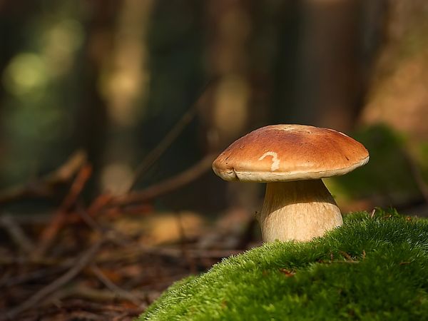 Borowik - Nowosiółki - Mikoflora