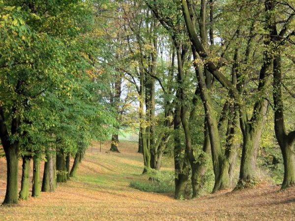 Dróżka z Góry Św. Anny do Poręby