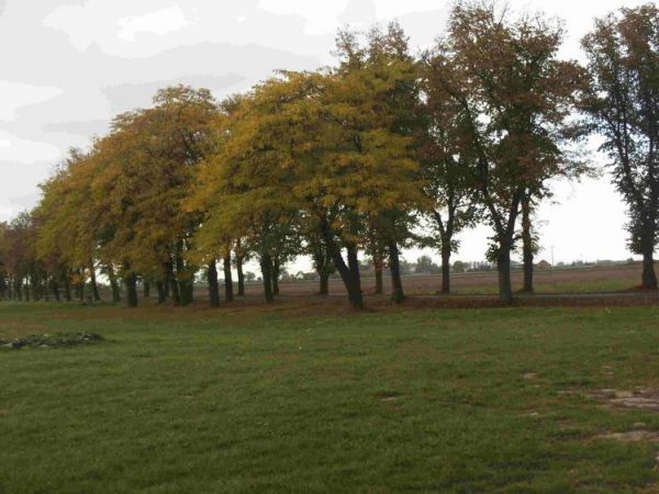 Otoczna, jesień 2008 - aleja lipowa , na pierwszym planie cztery okazy iglicznii trójcierniowej