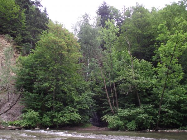 Wody Wisłoka zasilają wodospady - na zdjęciu: widoczny jeden z nich /poniżej brzozy/, po przekroczeniu rzeki w bród - tu po niemal równym kamienistym dnie droga