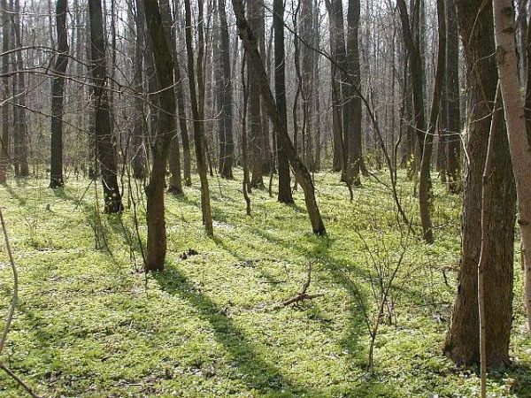 zdjecie Leśna Podlaska