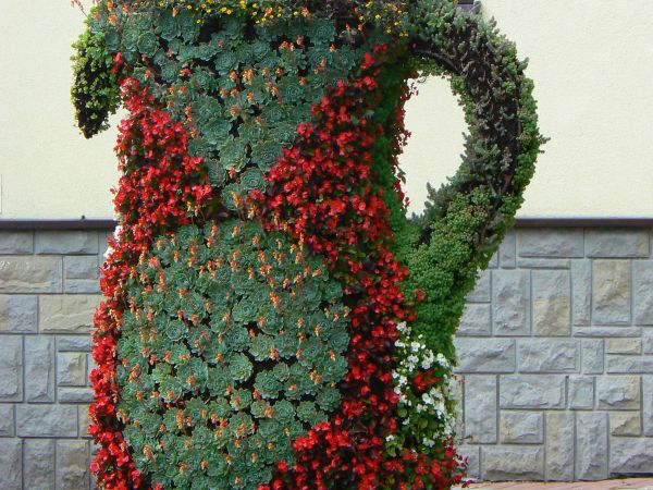 Piwniczna-kwiatowy dzban