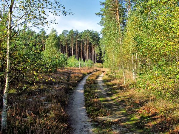 Droga leśna przy jeziorze Szarmachy