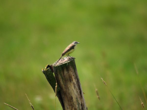 zdjecie Tyniewicze Duże