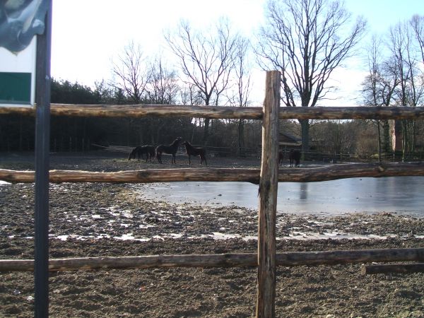 Dla chętnych dla wypoczynku czynnego,stadnina z pięknymi konikami