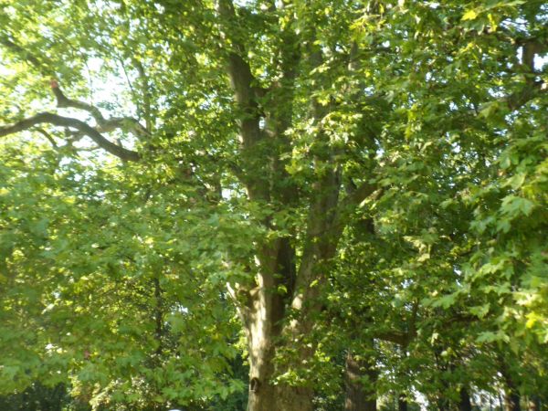 w cieniu parkowych drzew, najstarsze z nich mają około 500 lat, park założono na początku XIX wieku - ale co zasługuje na podkreślenie - z wykorzystaniem natura