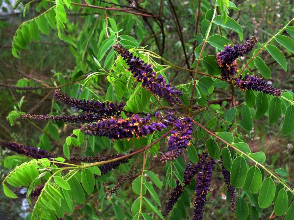 Krzewy amorfy - indygowca. Pochodzą z Ameryki Północnej. Miododajne. Dwa razy kwitną. Korzenie mają właściwości antyrakowe. Ozierany Małe