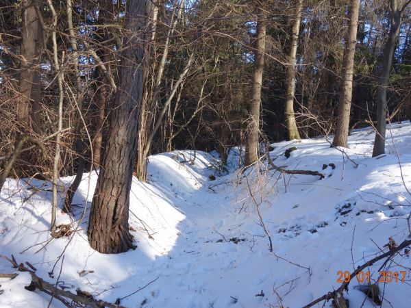 Harbutowice. Fortyfikacje ziemne z czasów I wojny św. na szczycie Kijowej Góry.