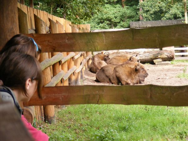 Międzyzdroje. Zagroda żubrów.