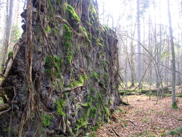 zdjecie Białowieża