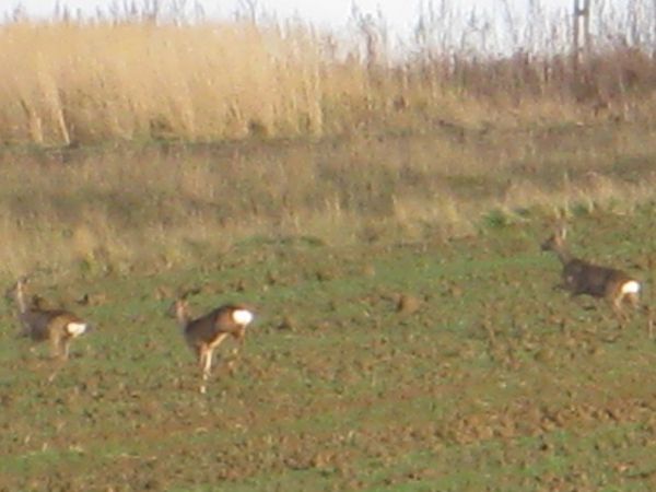 talerz - lustro - chusteczka - serwetka - tak określana jest biała plama na zadzie jeleniowatych - zalesione wzgórze Patryja - 541m npm - może być ostoją - kocz