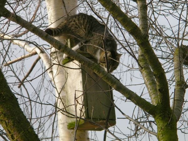 kot sprawdzał czy są jajka  starsza fotka