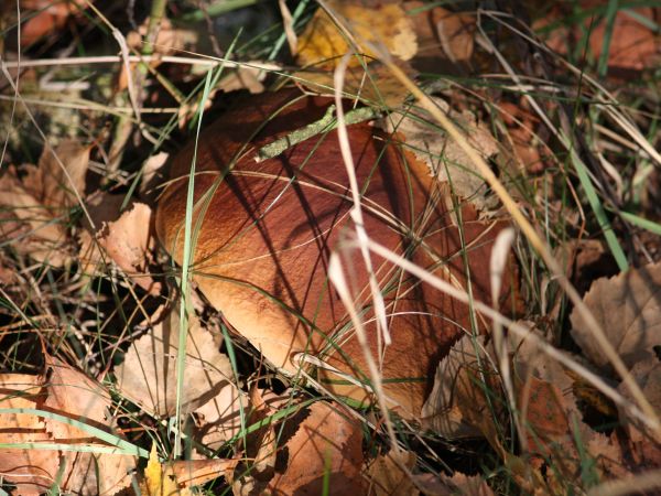 Jeszcze lato nie odeszło  a juz jesień bliska.  Wrzesień milczkiem borowiki  skrył we wrzosowiskach.