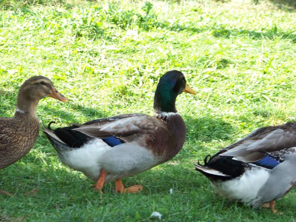 Kaczki idą gęsiego.