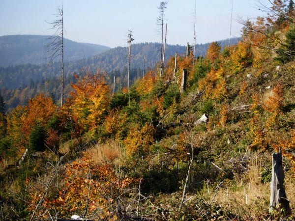 Wiatrołomy na Małym Rogaczu