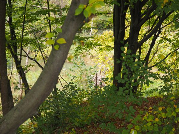 tama bobrowa - grobla, zrobiona przez bobry w poprzek płynącego potoku,  żeremia - ich legowiska pieczołowicie tworzone z pni drzew, gałęzi i krzewów a uszczeln