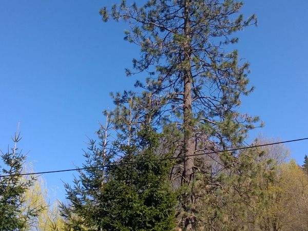 Zagadka.Co to za drzewo rośnie w Kaczorowie.