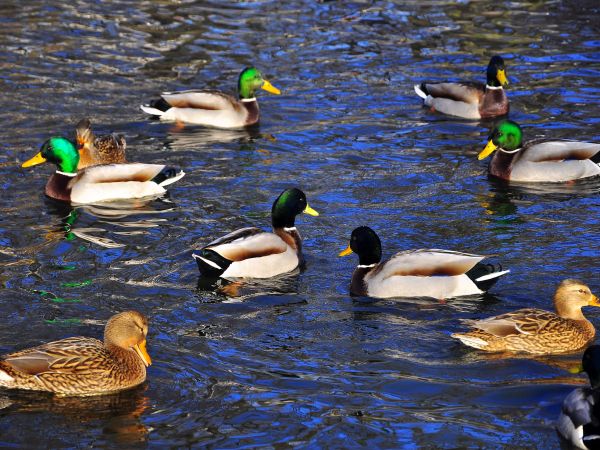 zdjecie Wodzisław Śląski