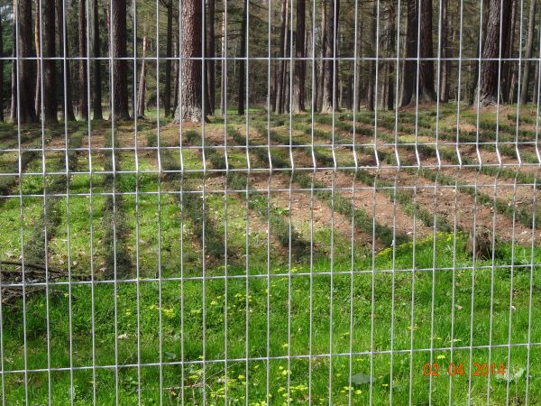 nierozerwalnymi działami hodowli lasu są : nasiennictwo, szkółkarstwo i selekcja drzew leśnych - tu : ogrodzony rewir Leśnictwa Kostryń - tam "monitorowane" szk