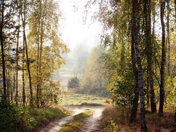 droga prowadząca do Leśnego Siedliska