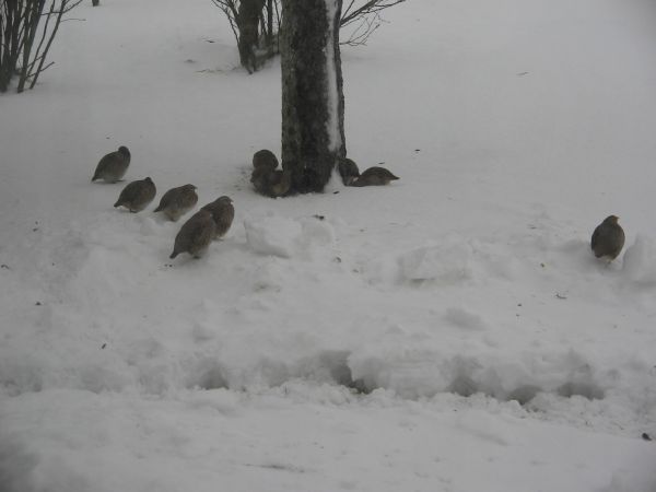 Kuropatwy-przyleciały na działkę pod dom.