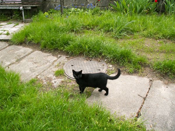 Czarna Dama - miejscowy postrach myszy