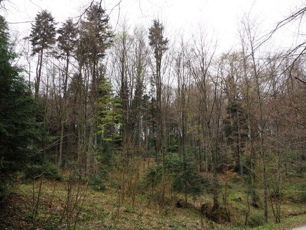 idziemy od szpitala "Excelsior" do pomnika przyrody "źródło Bełkotka" - po lewej :  las a w nim drzewostan głównie jodłowo-bukowy z domieszką świerków, sosny, g