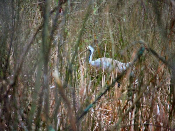 żuraw przy gnieździe